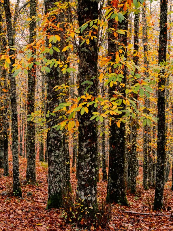 Il respiro dell’autunno