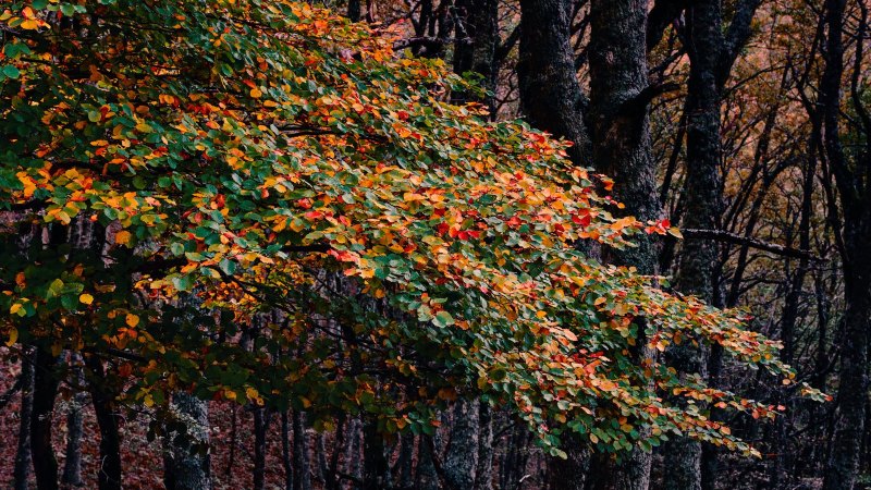 Autunno